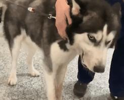 吉娃娃被气坏的视频,吉娃娃被气坏视频