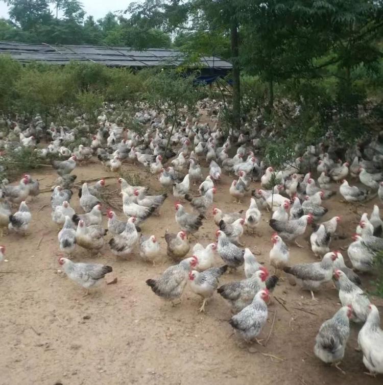 江门火锅推荐,江门哪里的火锅最好