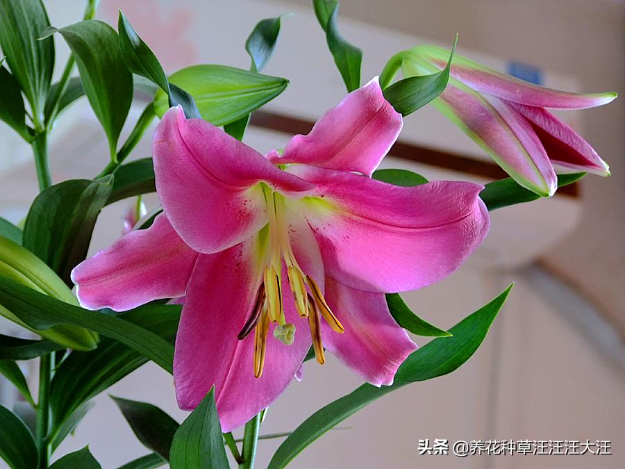 百合花不香是怎么回事,百合花不发芽是怎么回事