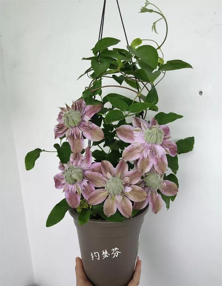 盆栽花发蔫什么原因,买回来的花很快就蔫的原因