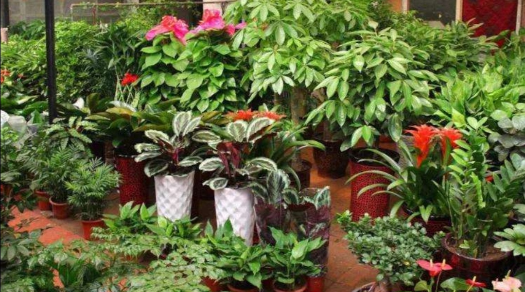 给家里的花草上什么肥料好,给花草浇水用什么水