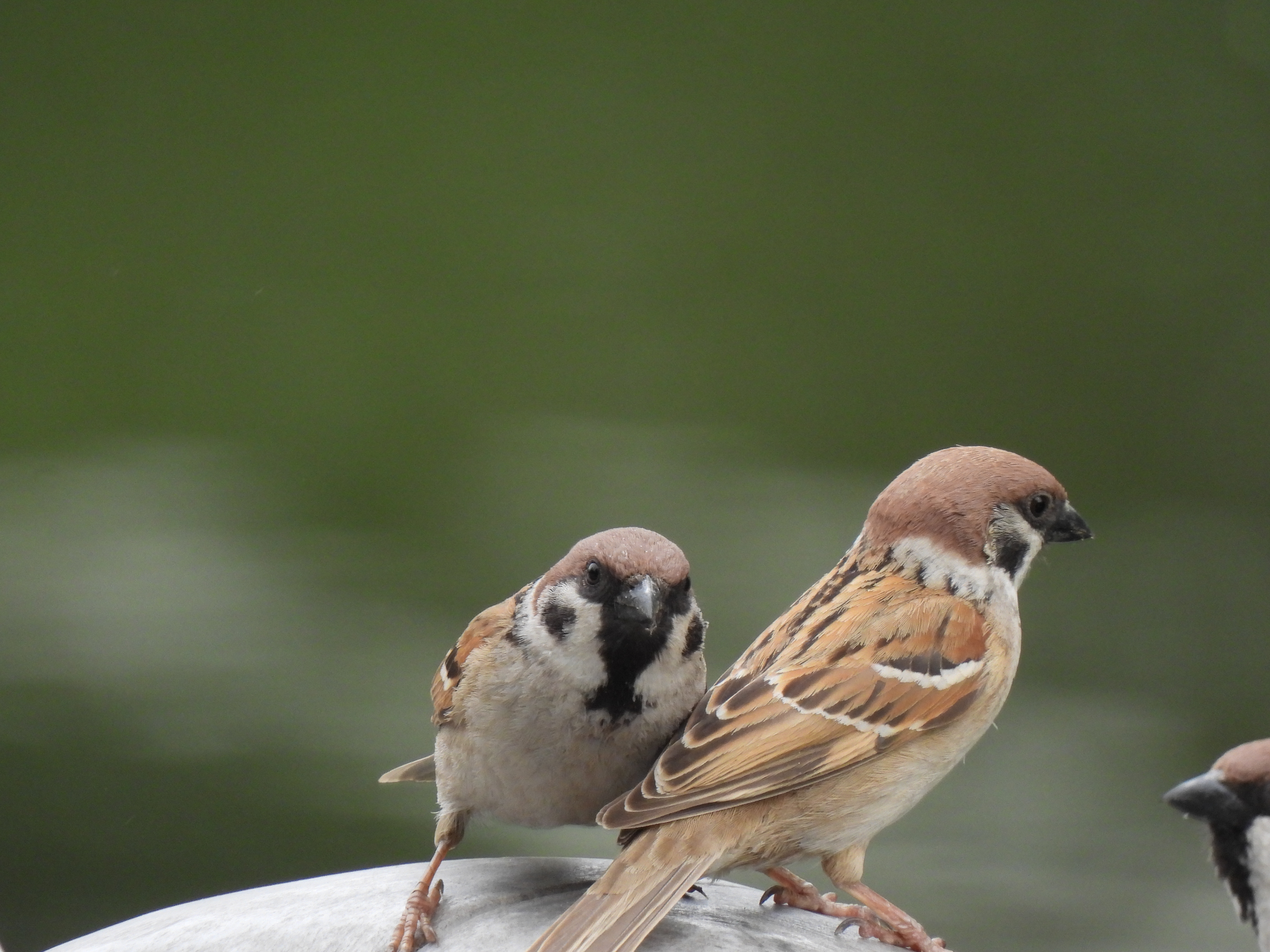 尼康p950长焦多少钱,尼康nikoncoolpixp950