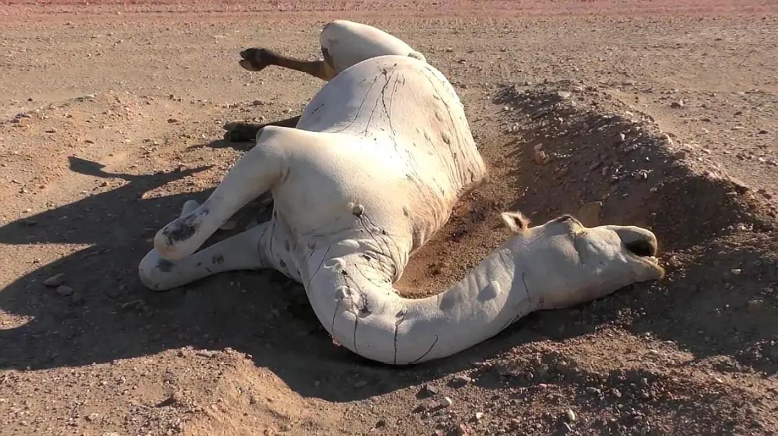 为什么要远离沙漠中渴死的骆驼,沙漠中渴死的骆驼为什么不能碰