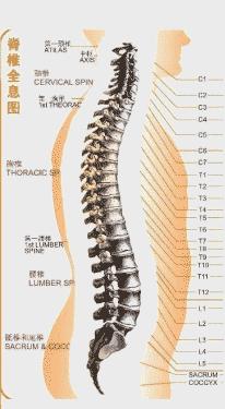 松腰训练步骤,松腰怎么练