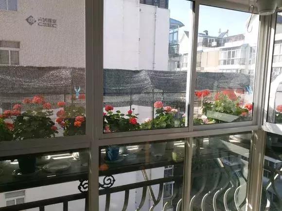 扦插的天竺葵黑腐了是什么原因,长寿花黑腐土壤怎么处理