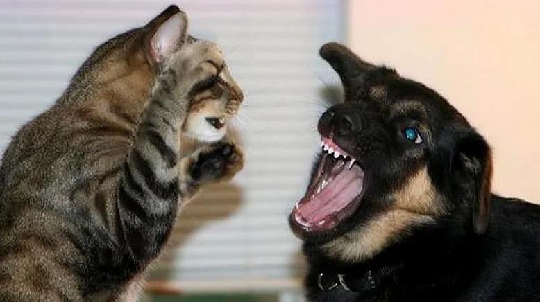 猫咪对金毛狗狗情有独钟，主人干脆买一只回来，这是什么神仙剧情