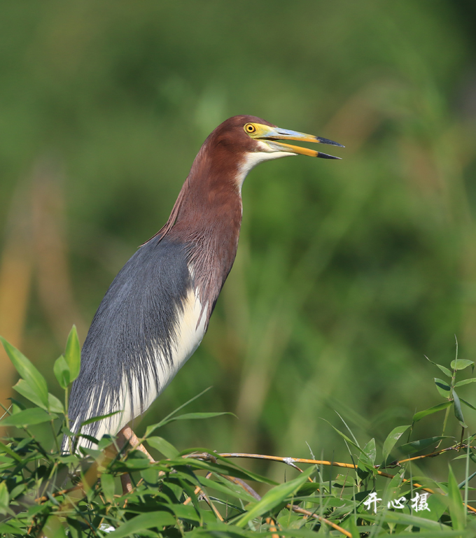浣犵湡鐨勮璇嗘捣楦ュ悧,浣犵湡鐨勮璇嗚崰鑿滃悧