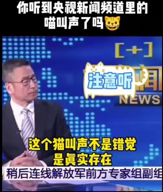 央视直播猫叫后续,央视直播多次出现猫叫