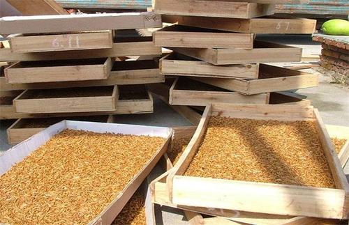 蛋白虫养殖致富项目是什么,最新农业致富项目蛋白虫靠谱吗