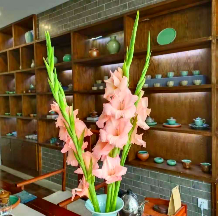 此花耐寒又耐热,此花号称红宝石