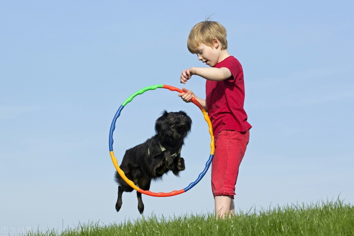 新手如何饲养狗狗,最适合新手饲养的狗狗
