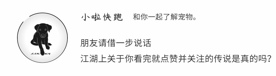 猫的常见皮肤病有哪些,猫的10种常见病图解