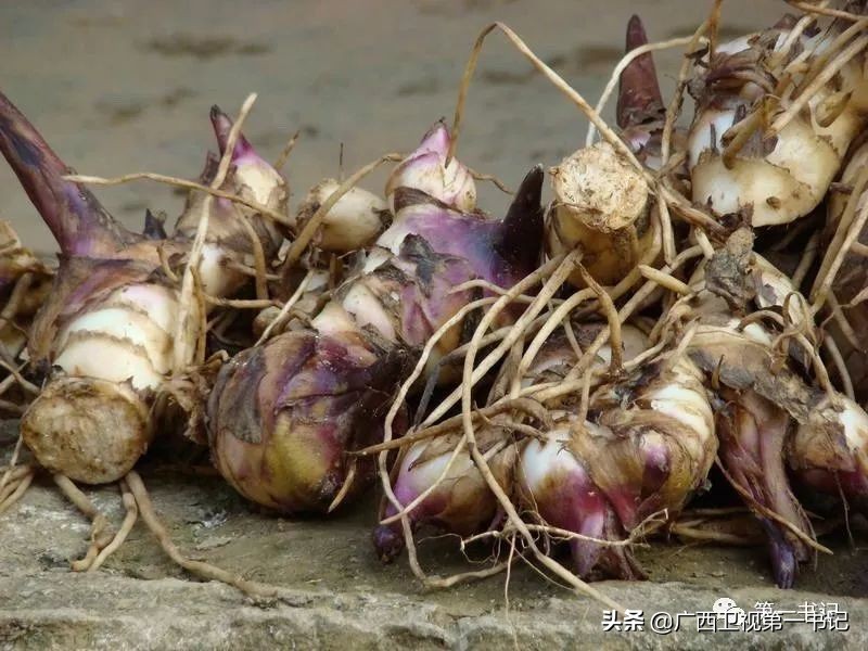 旱藕是啥“藕”?这里的人靠种它脱了贫