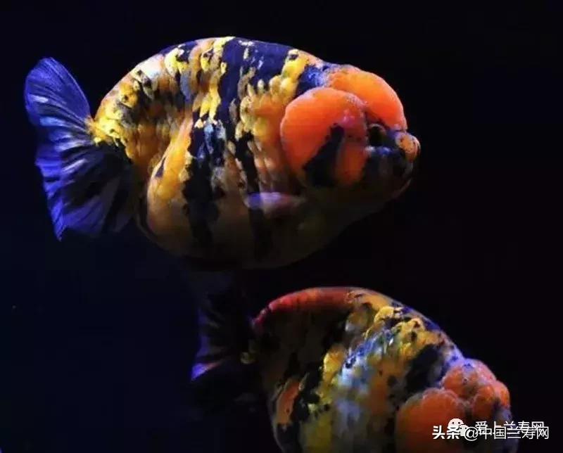 兰寿金鱼鲨鱼鳍品种图片大全,金鱼泰狮与兰寿是一个品种吗