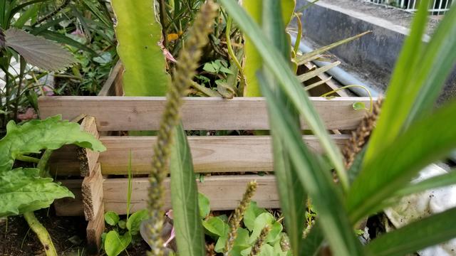 为什么要在天台种菜,天台种菜合适吗