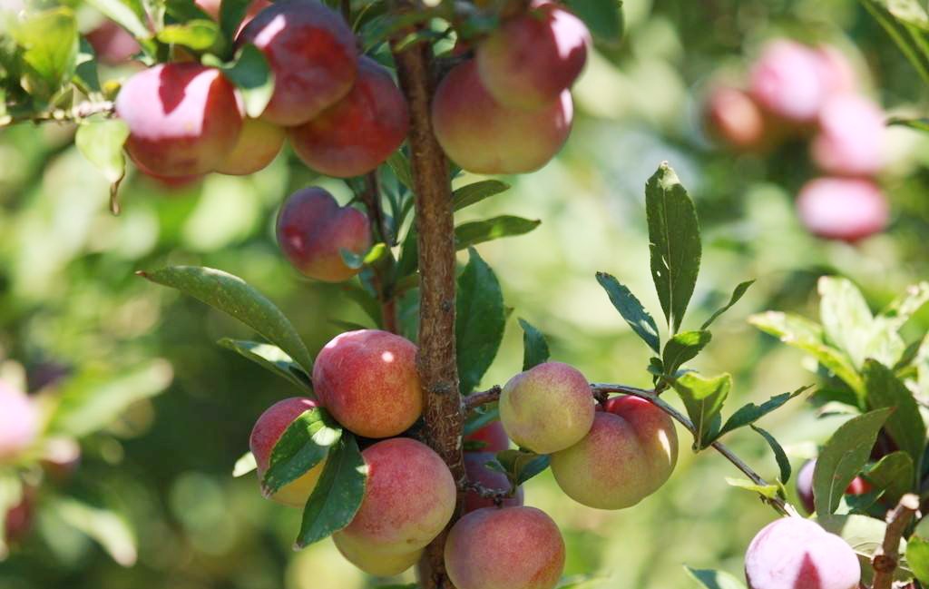 李子苗最新嫁接方法,一年嫁接的李子苗怎样定杆