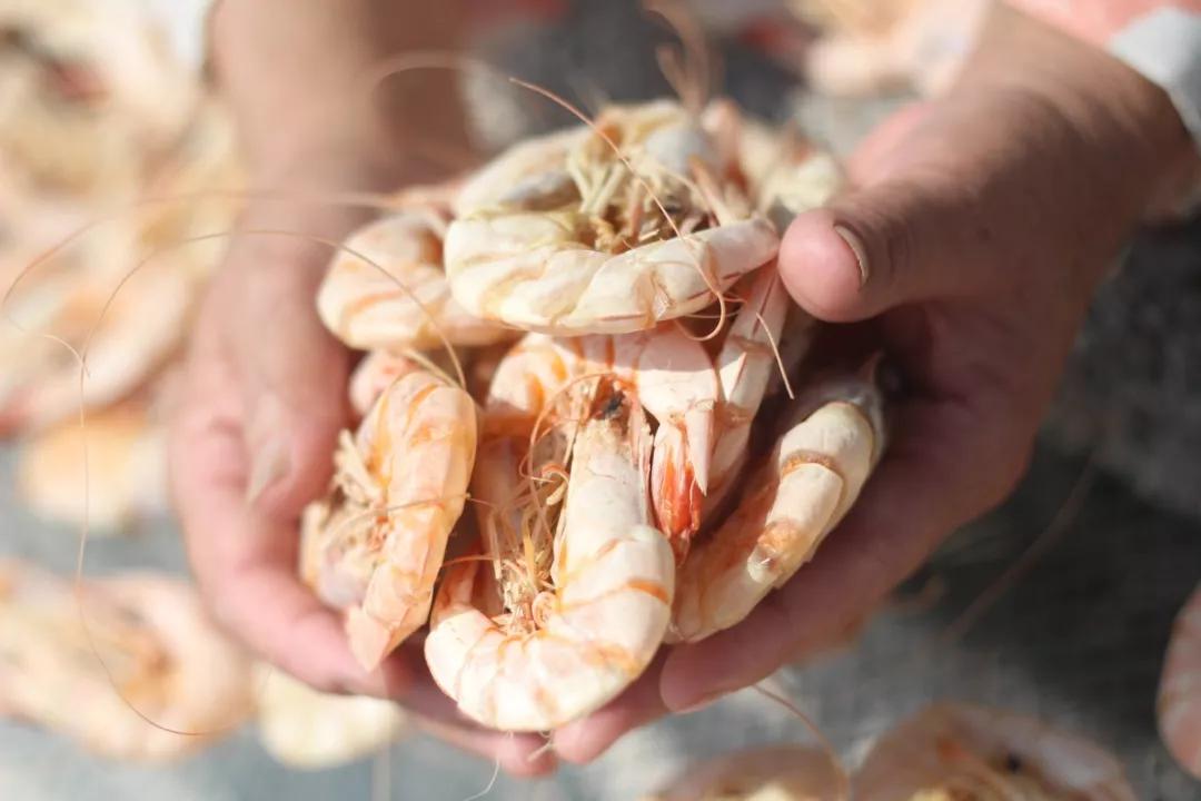 补肾健脾固精的海产品都有哪些呢,温肾固精的食物有哪几种