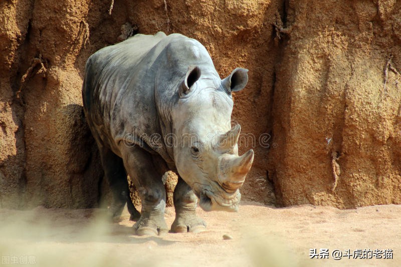 草原上10头狮子猎杀野牛场面激烈,野牛为什么敢顶狮子却打不赢鬣狗