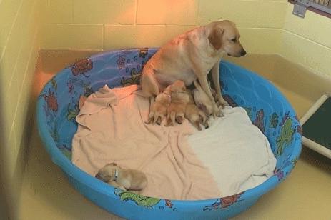 小狗刚到家一直叫能打吗,小狗被凶了就听话了