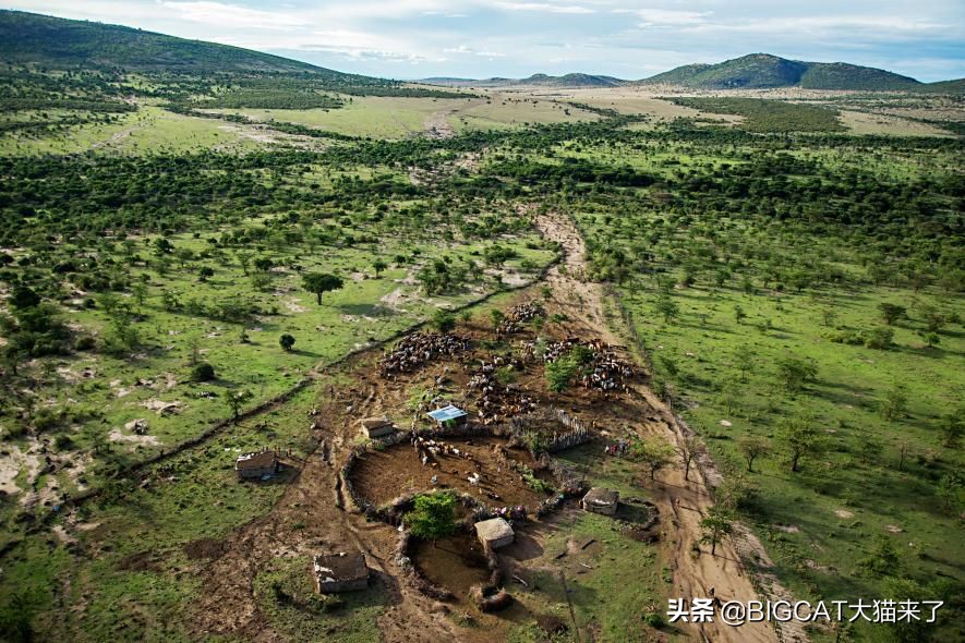 因捕食家畜被易位的狮子命运如何？大多数命运凄惨，活不过一年