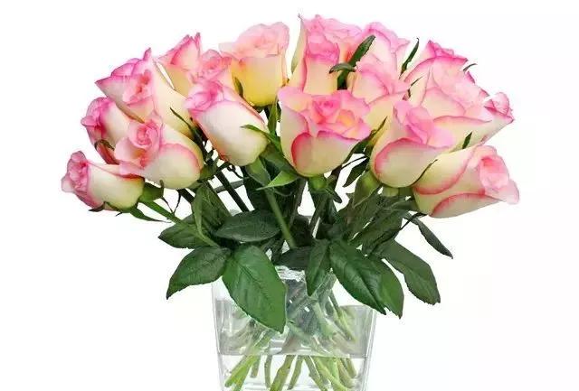 给大家介绍一下玫瑰品种,玫瑰的品种及特点介绍