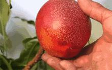 四五月应季水果口感好还便宜,6月的什么水果是当季水果