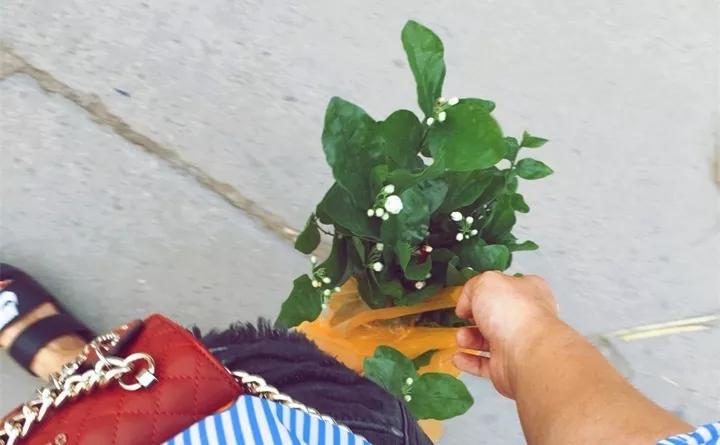 刚到家的花很好没多久就黄叶,买回来的花很快就蔫的原因