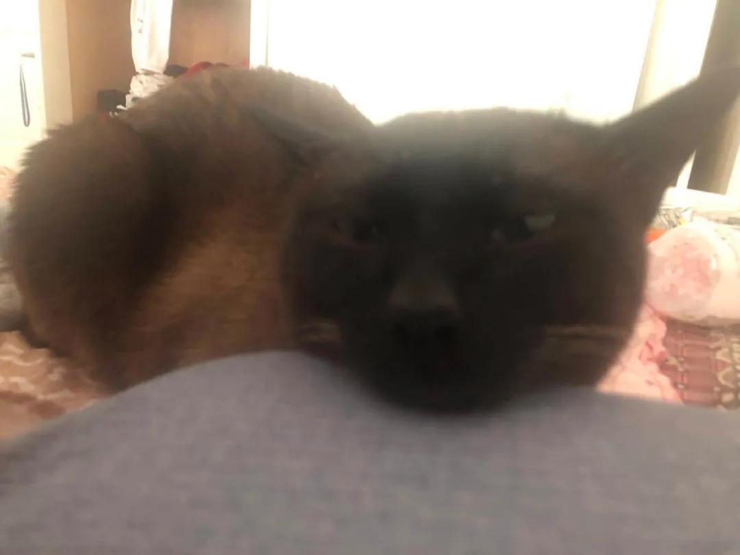 暹罗糊了是不是就不会白回来了,怎么看暹罗长大不会糊