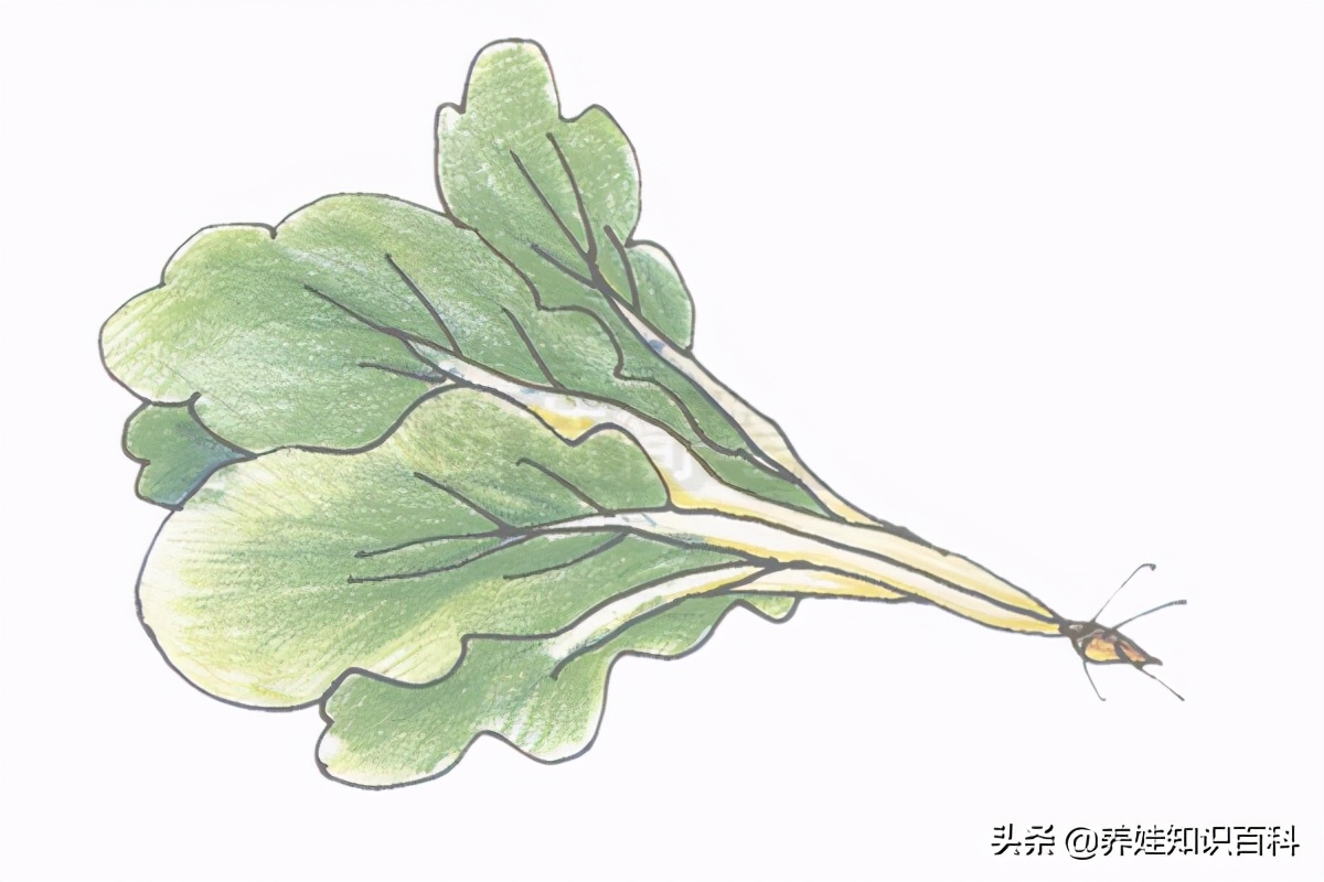 怎么画蔬菜简单又好看儿童,青菜简单画法该怎么画