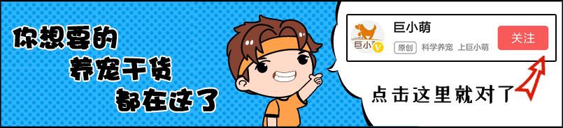 没法出门狗狗在家乱拉乱尿,狗狗已经学会上厕所了突然又乱尿