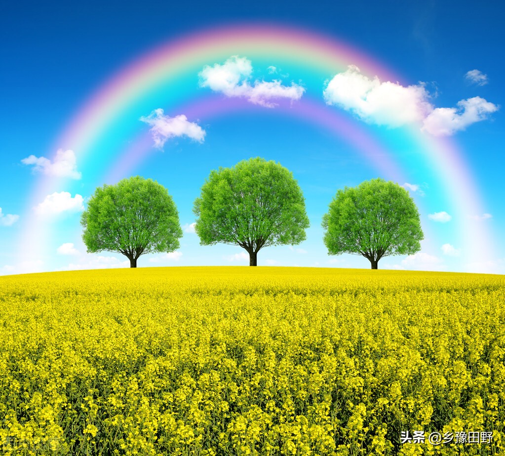 油菜苗期病毒病症状,油菜病毒病的典型症状图片