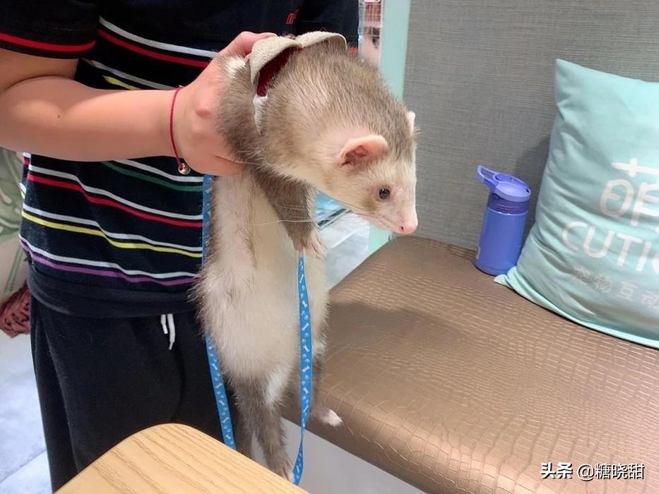 龙猫土拨鼠蜜袋鼯,龙猫真是太可爱了心都要被萌化了