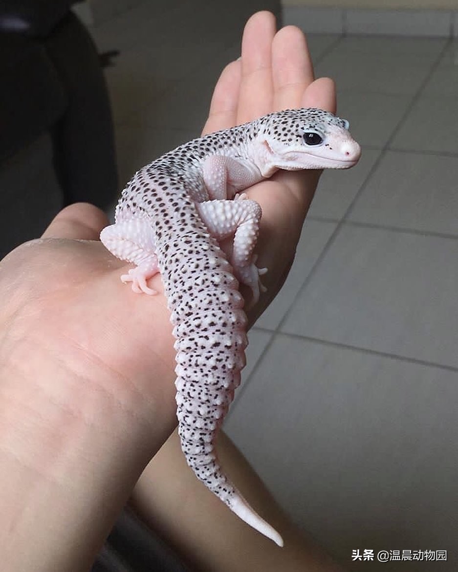 豹纹守宫爬行缓慢,豹纹守宫蜥蜴到底有多聪明