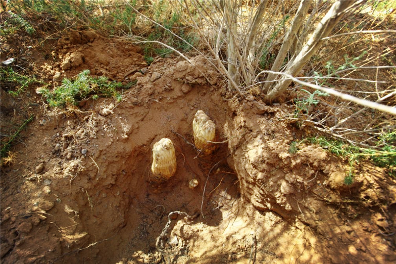*疆新**沙漠有种昂贵的植物，开花像一座小宝塔，寄生在红柳根部