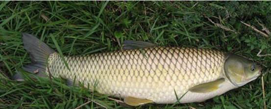 包草鱼饲料打窝钓草鱼效果怎样,夏初水库钓草鱼技巧