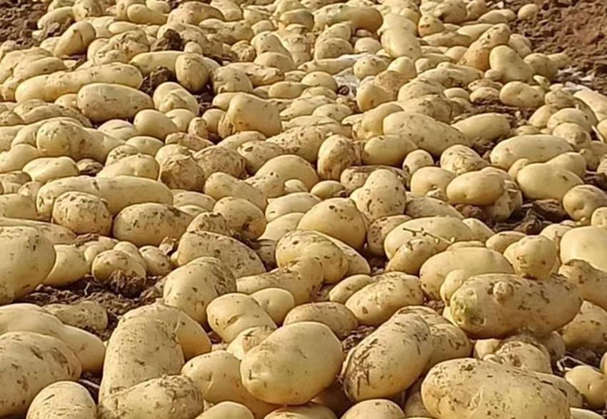 土豆块种植技巧和方法,土豆怎么种薯块大
