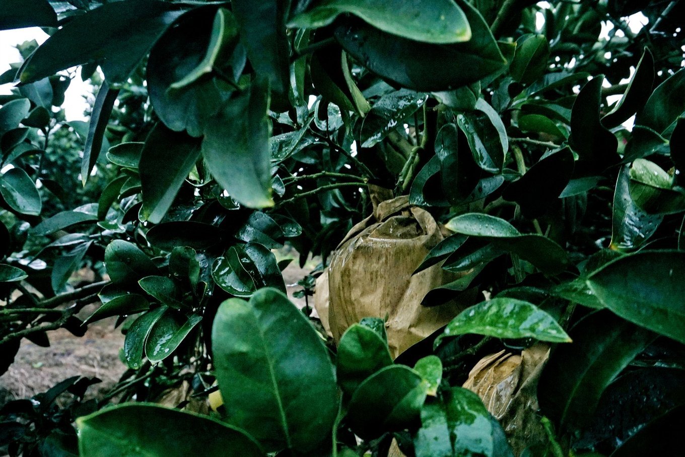 摘过草莓摘过葡萄,这都不算什么,那么大的文旦你摘过吗