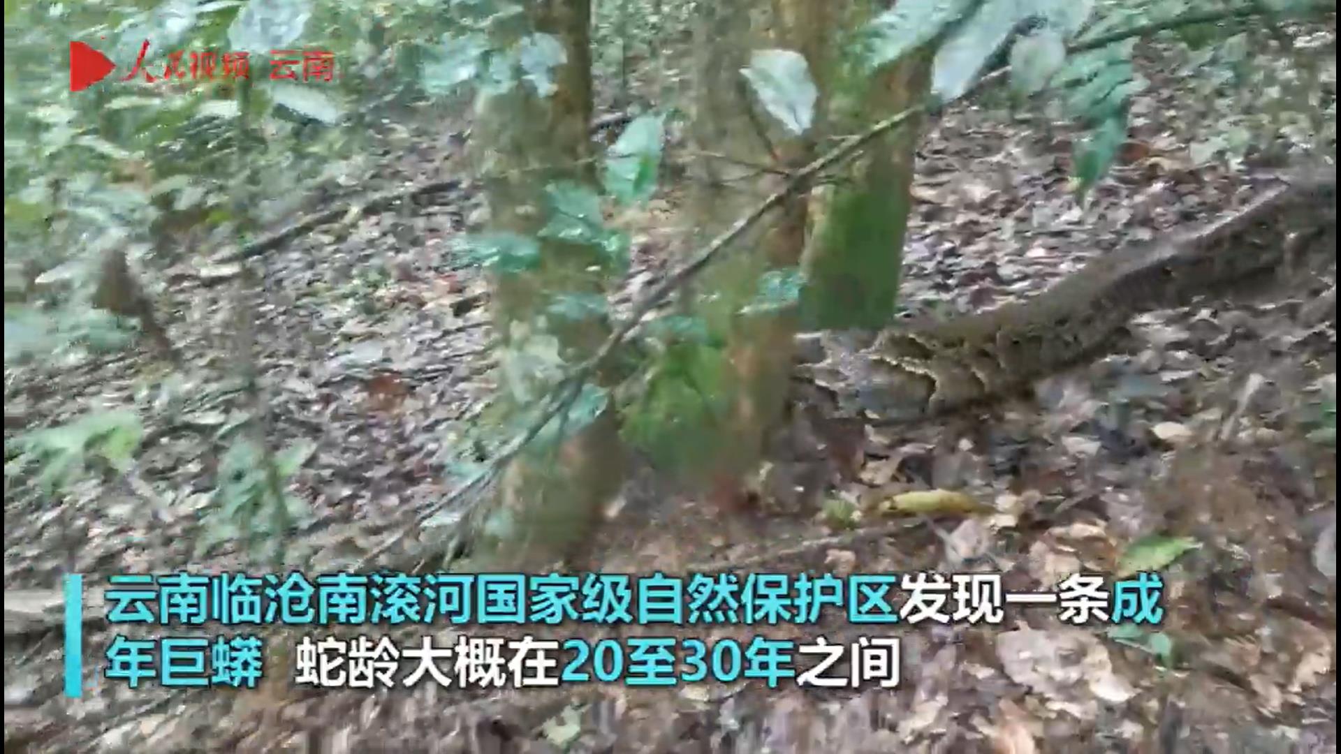 20年的巨蟒蛇,巨蟒蛇一共能活多少年