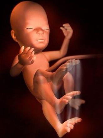 胚胎发育过程3d视频,3d还原胎儿发育全过程孕妈必看