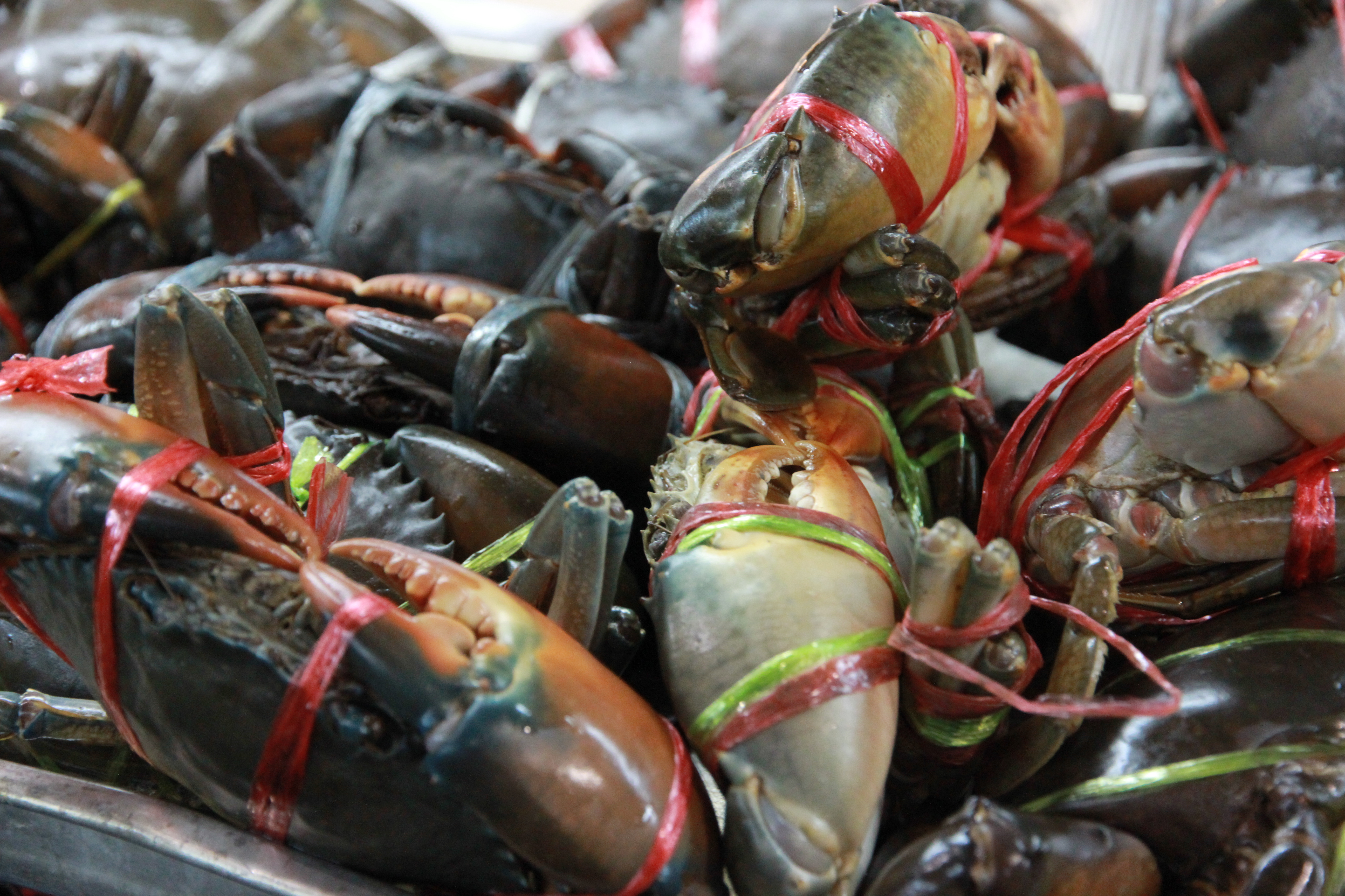 在普吉岛浮潜拍到的美妙海底世界 (普吉岛cape panwa hotel浮潜)