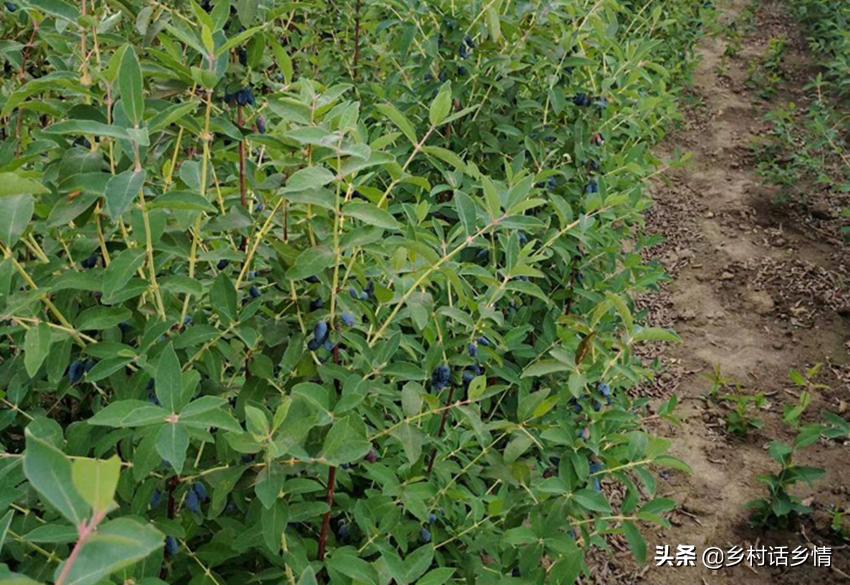 20公分的红橘树多少钱一棵,20公分的黄果兰值多少钱