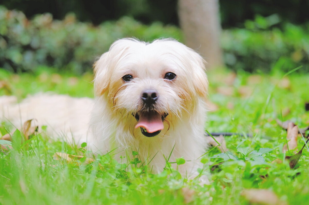 小狗到陌生环境晚上一般会叫几天,刚到家的小狗一直抱着会发生什么