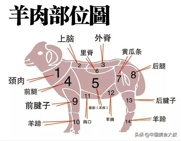 常见羊肉的16个部位和做法,怎么辨别羊肉各个部位