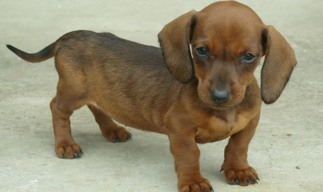 黑白花四眼宠物狗是什么品种,宠物狗智商排名前十名的品种