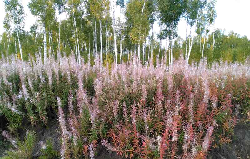 魂牵梦萦呼伦贝尔大草原,魂牵梦萦的呼伦贝尔大草原