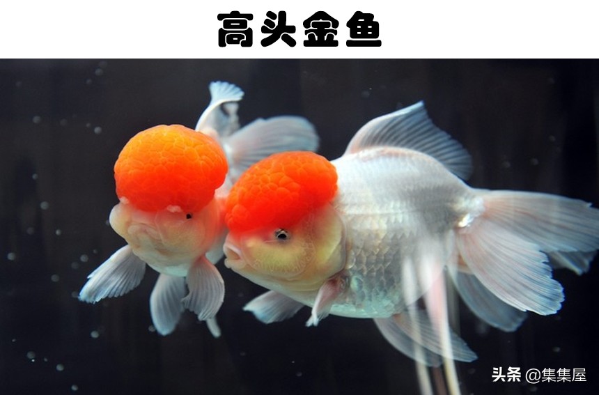 世界六种最罕见的鱼,6种奇特的鱼