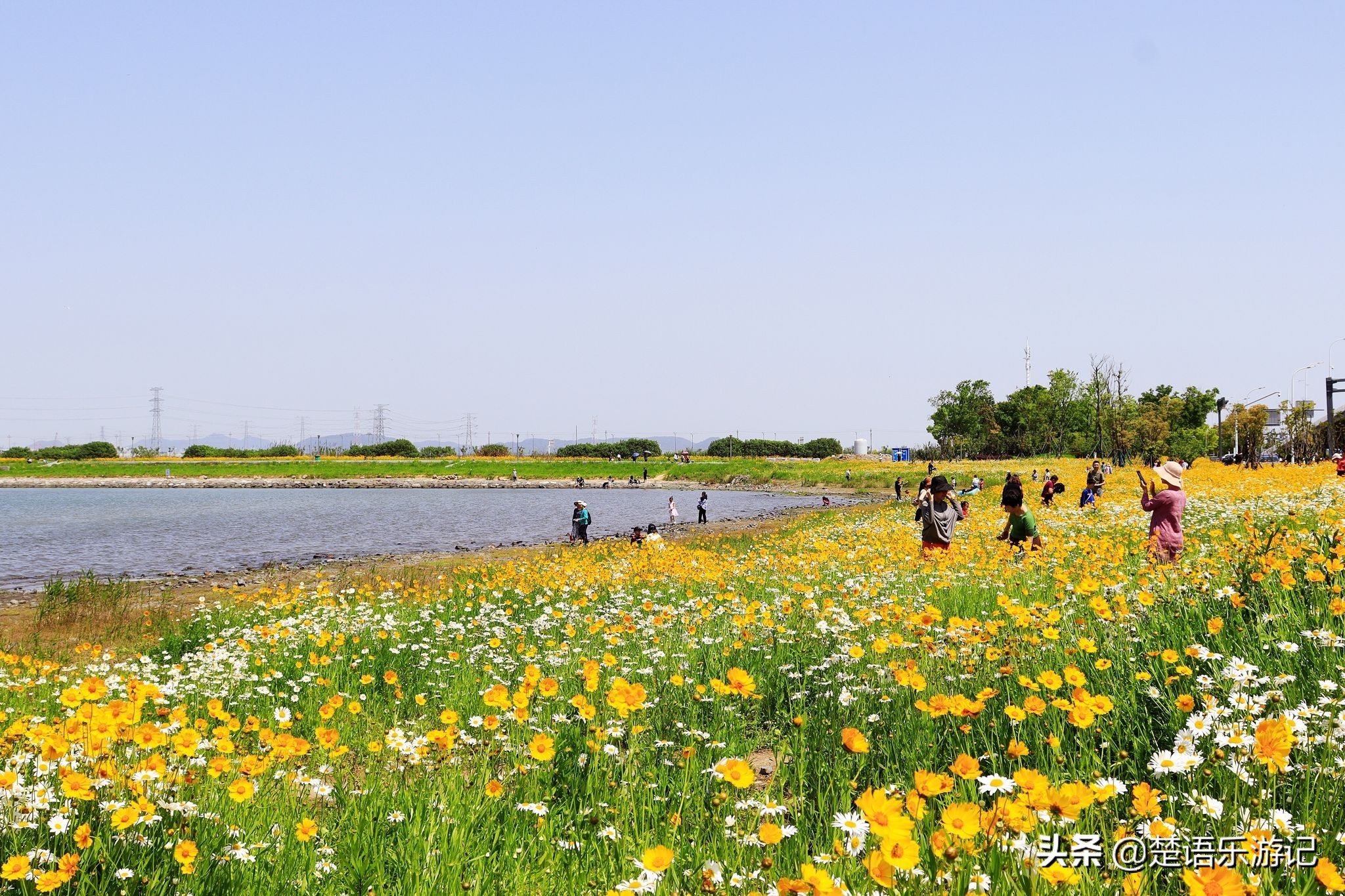 宁波大闸桥花海,宁波风景花海