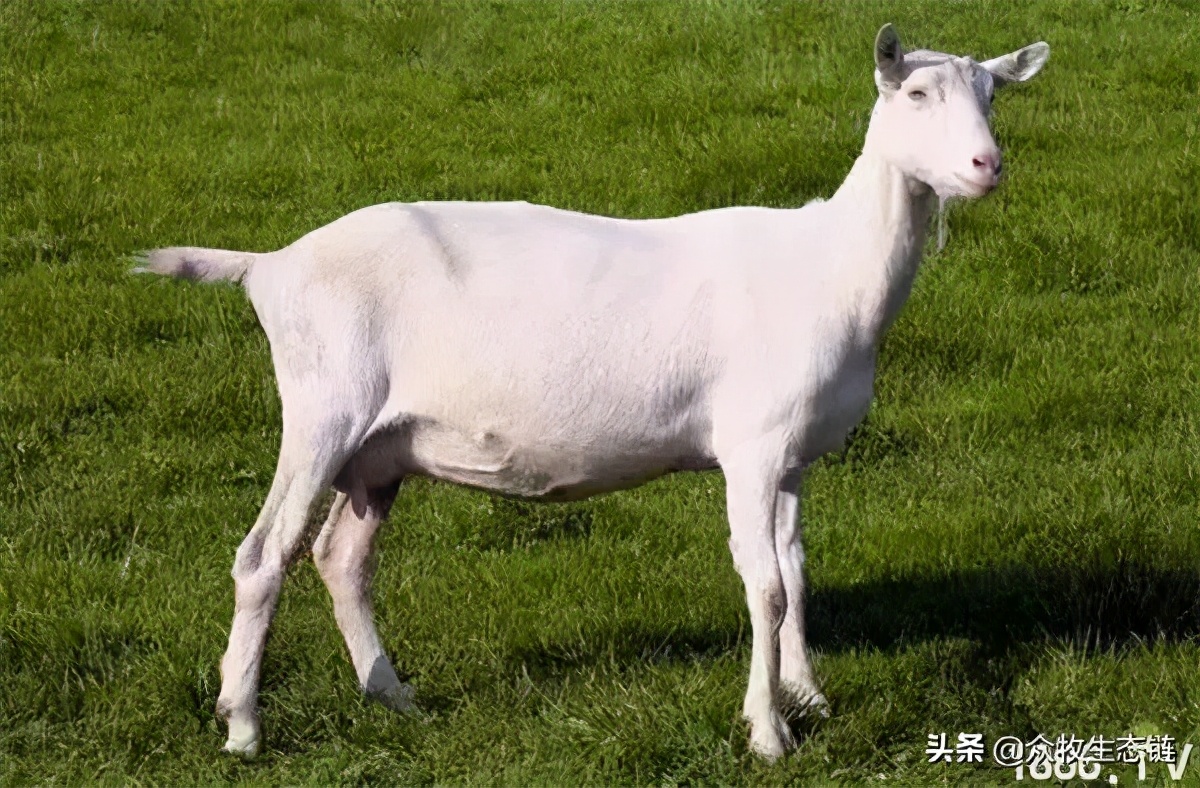 世界上最好的羊是哪个羊,世界最好的羊排名前十