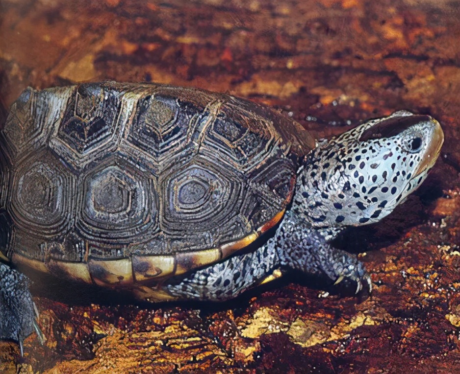 龟类纪录片,龟类图片