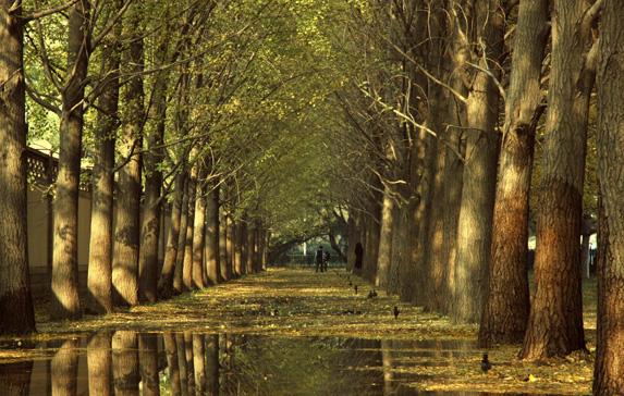 七言绝句春花二十首,春花平水韵七绝诗